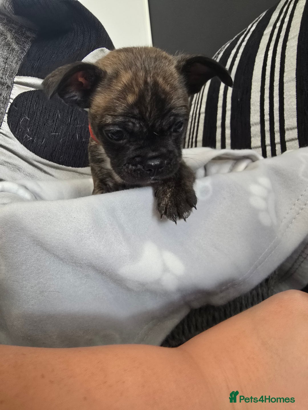 Mixed Breed dogs for sale: Puppy chugs 4 boys  - Image 26