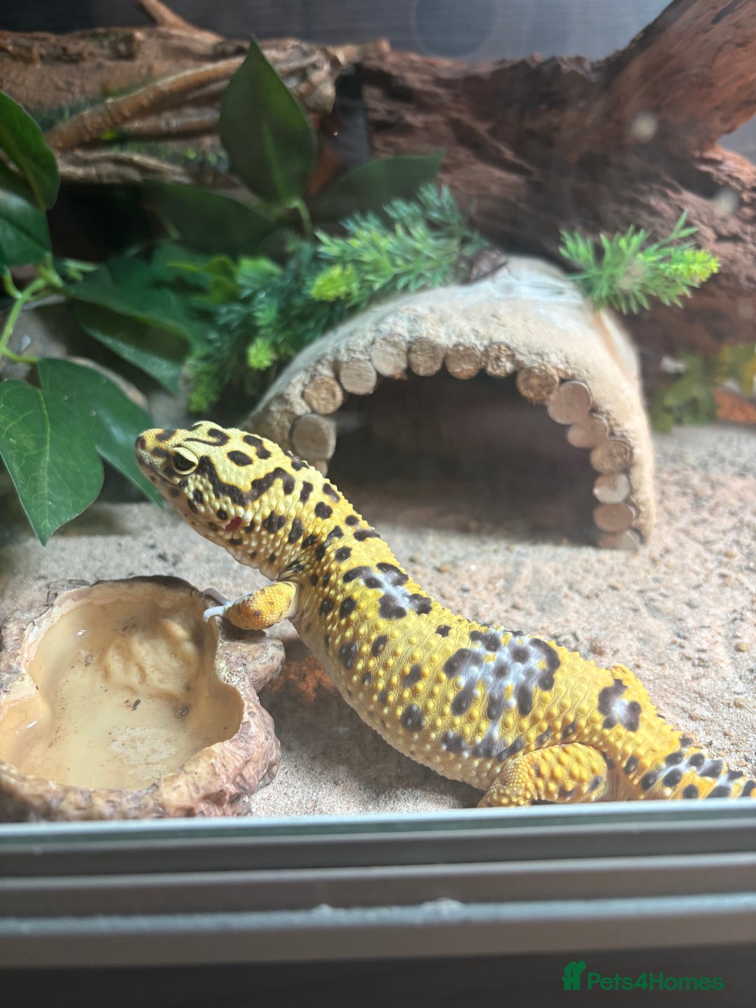 Gecko reptiles for sale: 🦎 Leopard Gecko  - Advert 5