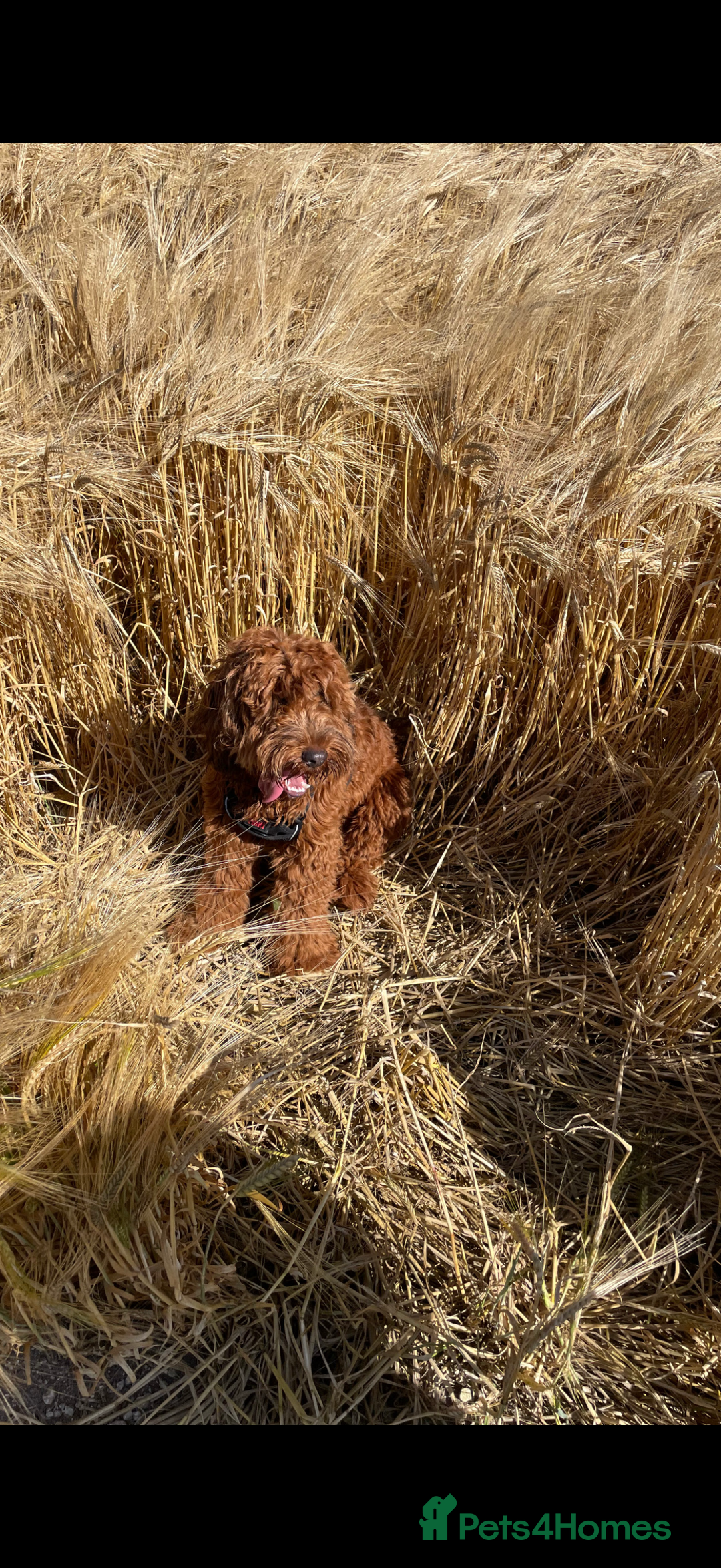 Cockapoo dogs for sale: 2 year old cockapoo - Image 1