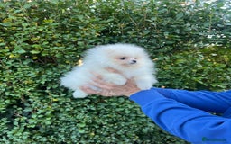 Pomeranian dogs for sale: 🐼Teddy Face🔥Top quality 🏆Very Tiny - Advert 4