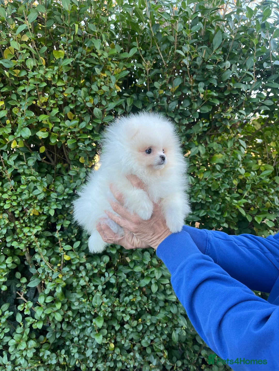 Pomeranian dogs for sale: 🐼Teddy Face🔥Top quality 🏆Very Tiny - Advert 4