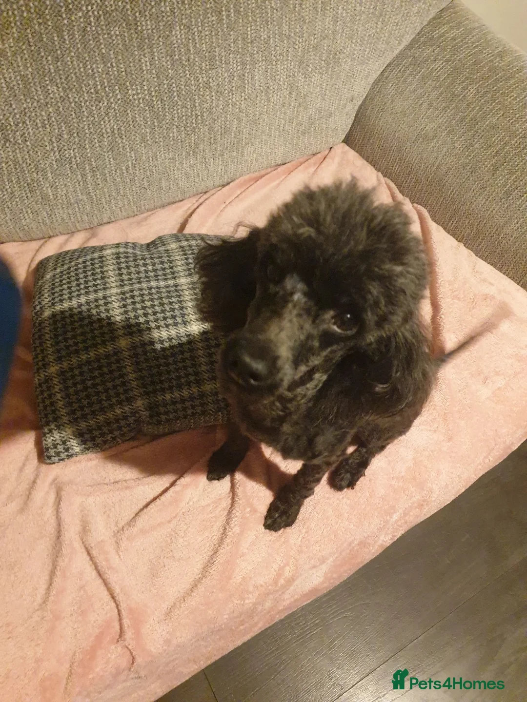 Toy Poodle dogs for sale: Last boy all black  in Hull - Advert 1