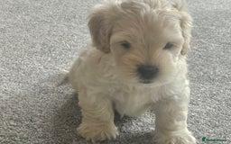 Mixed Breed dogs for sale: Gorgeous puppies for sale - Advert 16