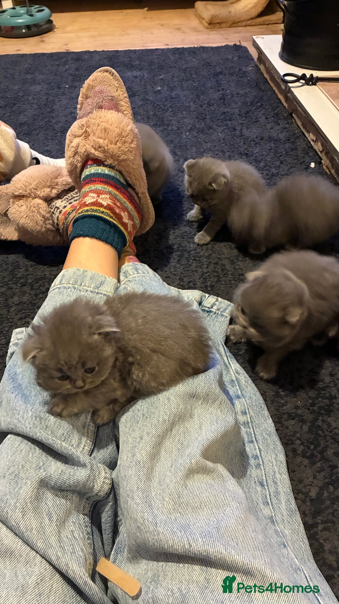 Scottish Fold cats for sale: 6 beautiful Scottish fold kittens - Advert 11