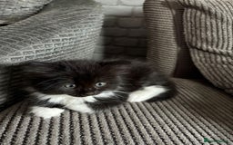 British Longhair cats for sale: Long haired British blue - Image 3