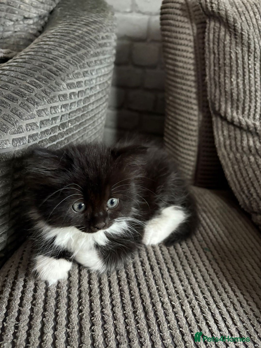 British Longhair cats for sale: Long haired British blue - Image 3