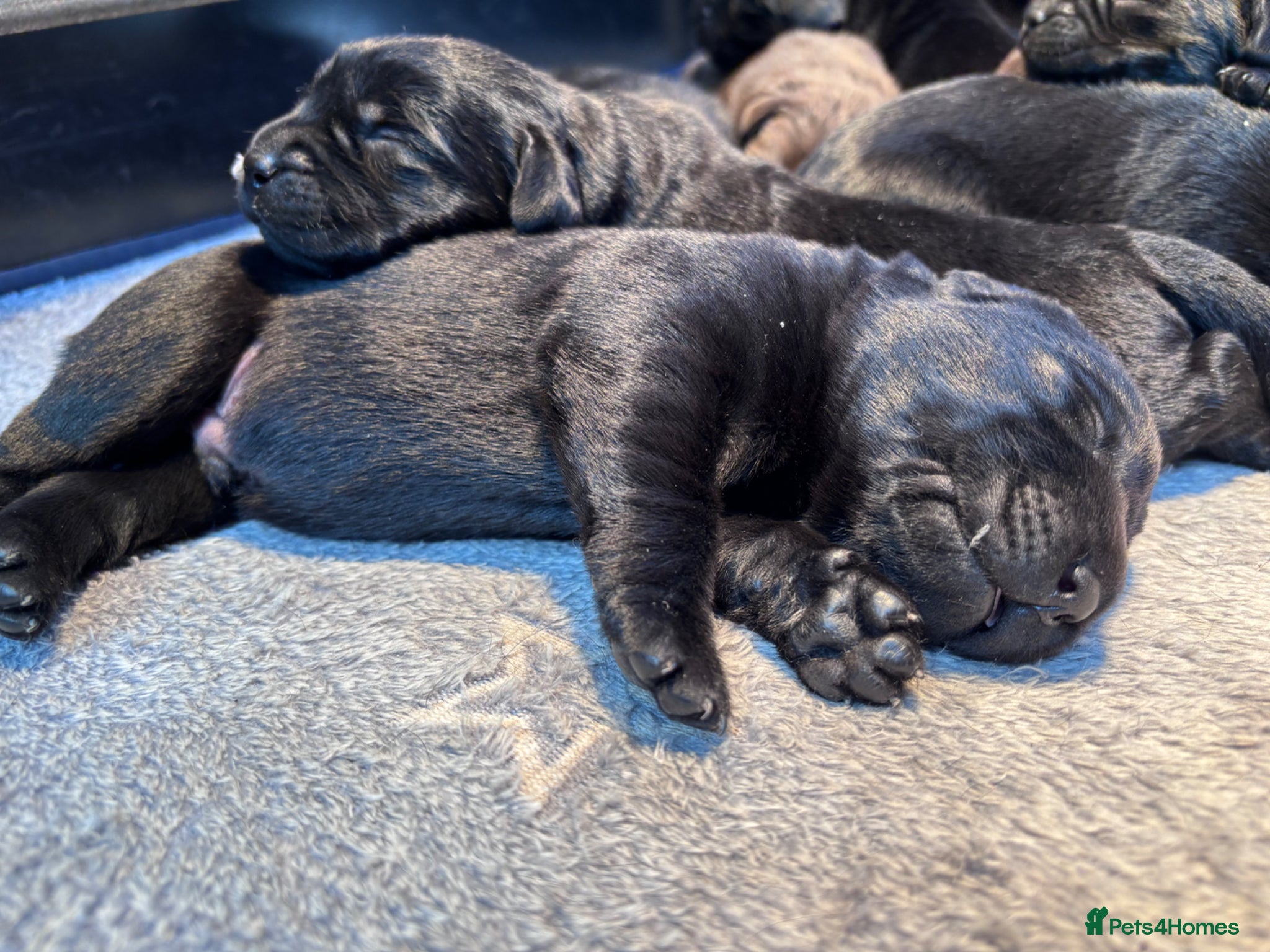 Labrador Retriever dogs True Show Line Chunky Labrador Puppies  - Advert 14