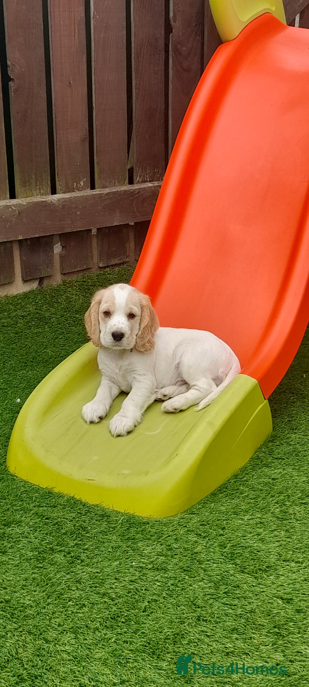 Cocker Spaniel dogs for sale: Male cocker spaniel 2years old  - Advert 8