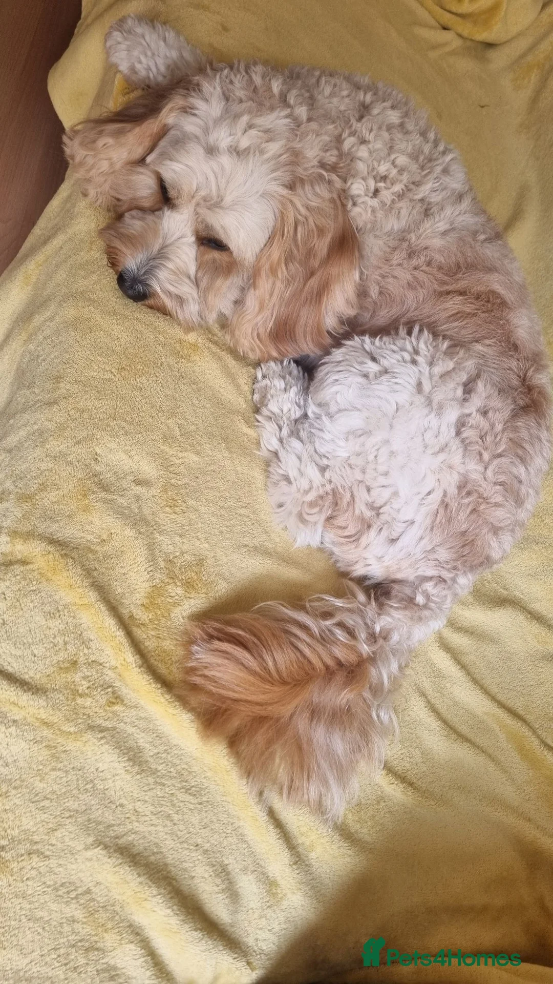 Cockapoo dogs for stud: Handsome Cockapoo for Stud in Slough - Advert 2
