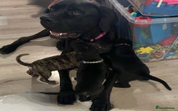Cane Corso dogs for sale: 10 gorgeous Cane Corso  - Image 12