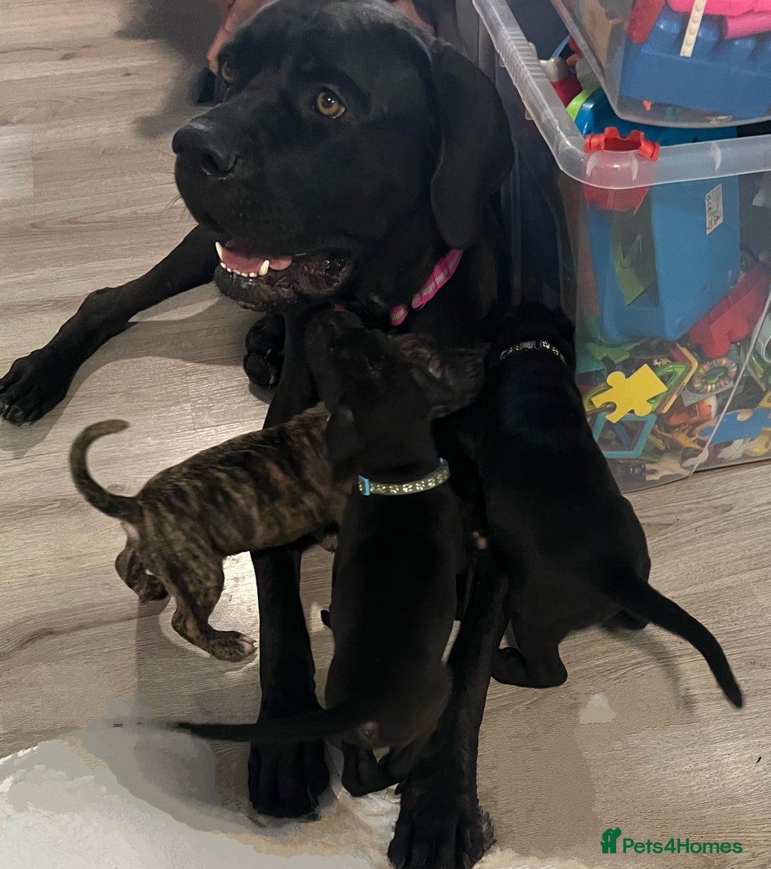Cane Corso dogs for sale: 10 gorgeous Cane Corso  - Image 12