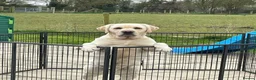 Labrador Retriever dogs for sale: Stunning Puppies From Show Winning Parents - Advert 6