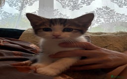 Siberian cats for sale: Last Stunning siberian cross kitten in Manchester - Image 3