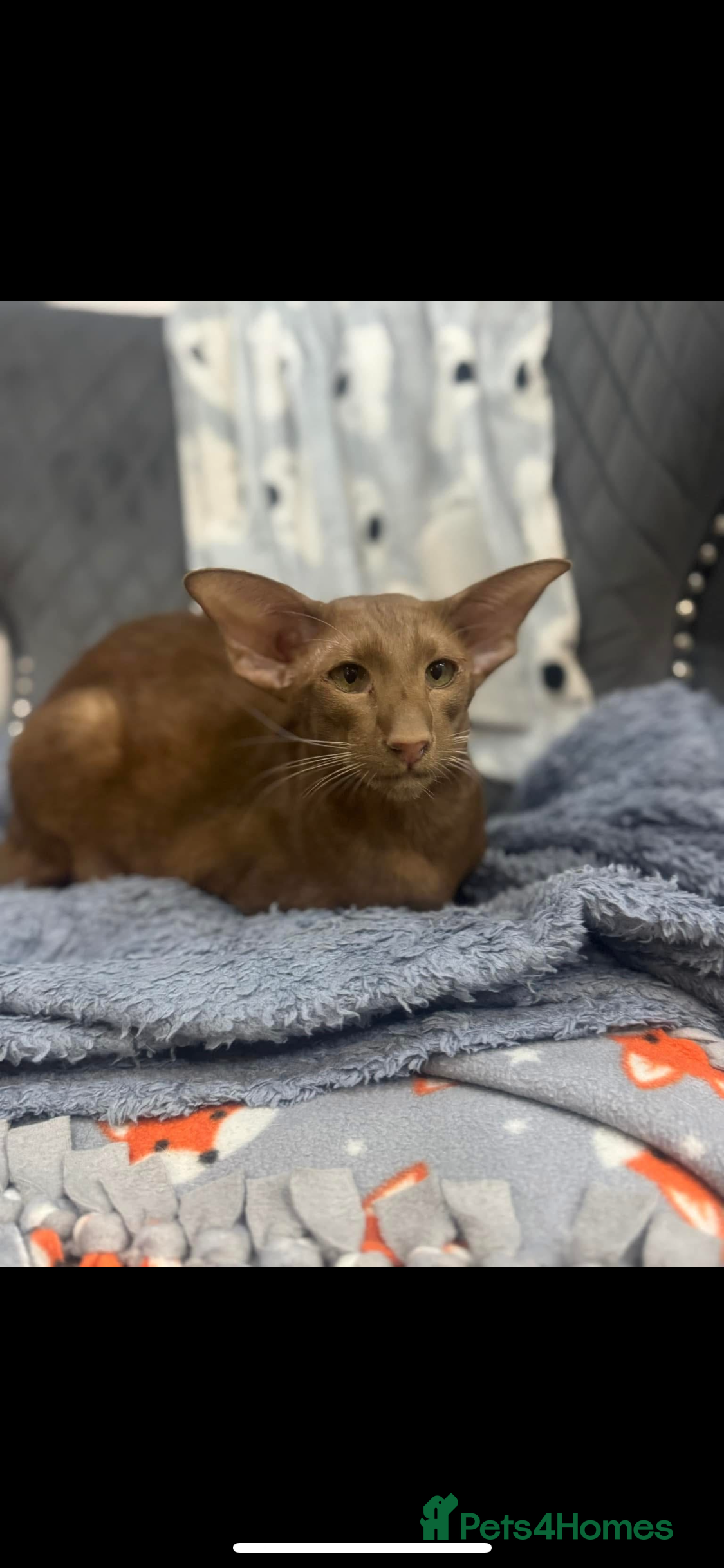 Oriental cats Stunning oriental boy  - Advert 2