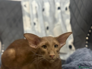 Oriental cats Stunning oriental boy - Advert 2