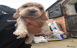 Cocker Spaniel dogs for sale: Cocker spaniel puppies  - Image 6