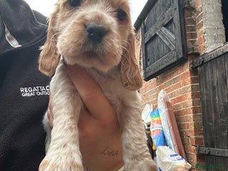 Cocker Spaniel dogs Cocker spaniel puppies - Advert 10