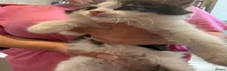 British Longhair cats for sale: 4 kittens british long hair  - Advert 13