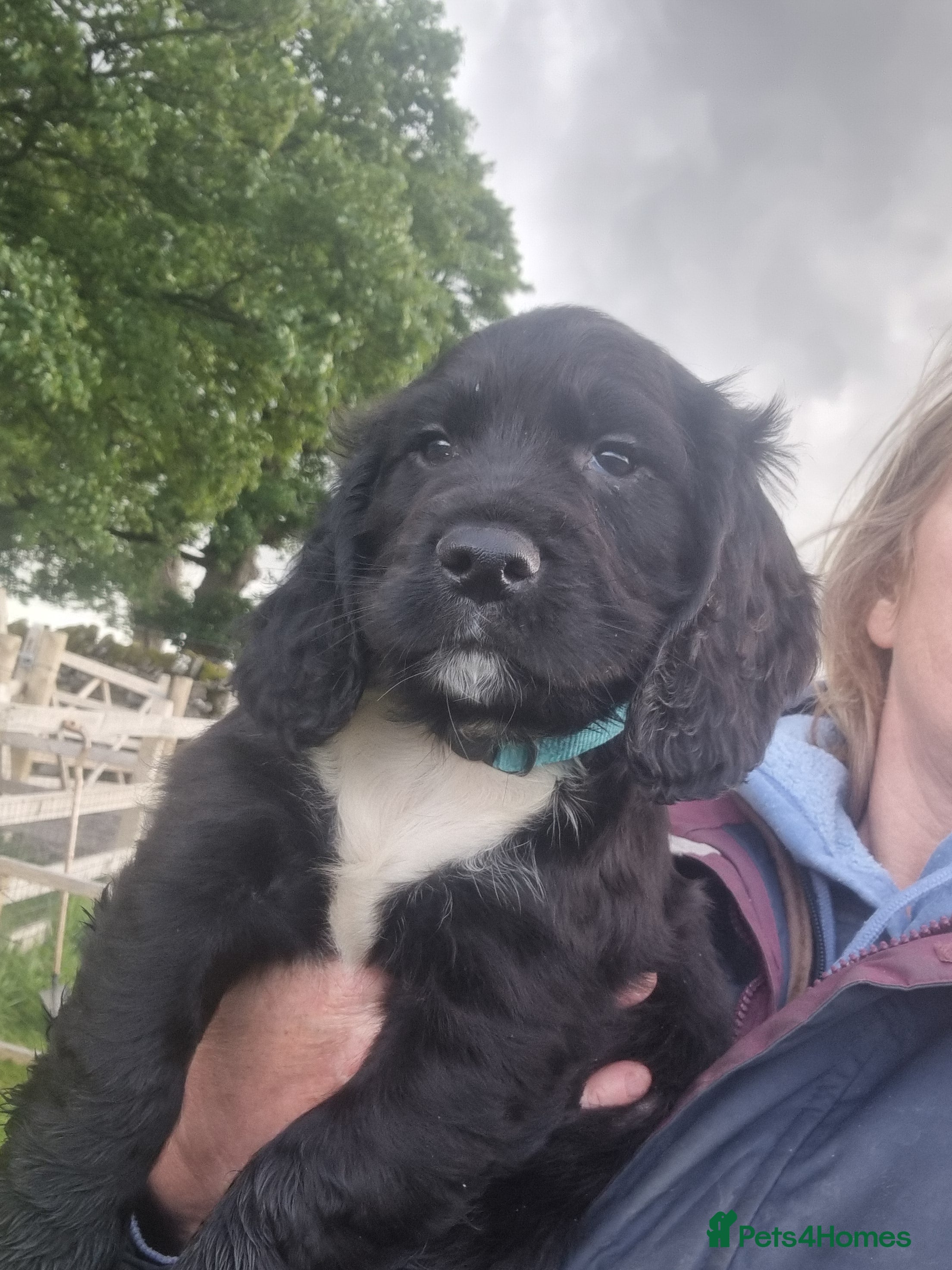 Cocker Spaniel dogs for sale: KC Working Bred Cocker Spaniel Puppies - Advert 1