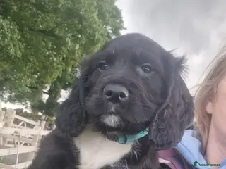Cocker Spaniel dogs for sale: KC Working Bred Cocker Spaniel Puppies - Advert 1