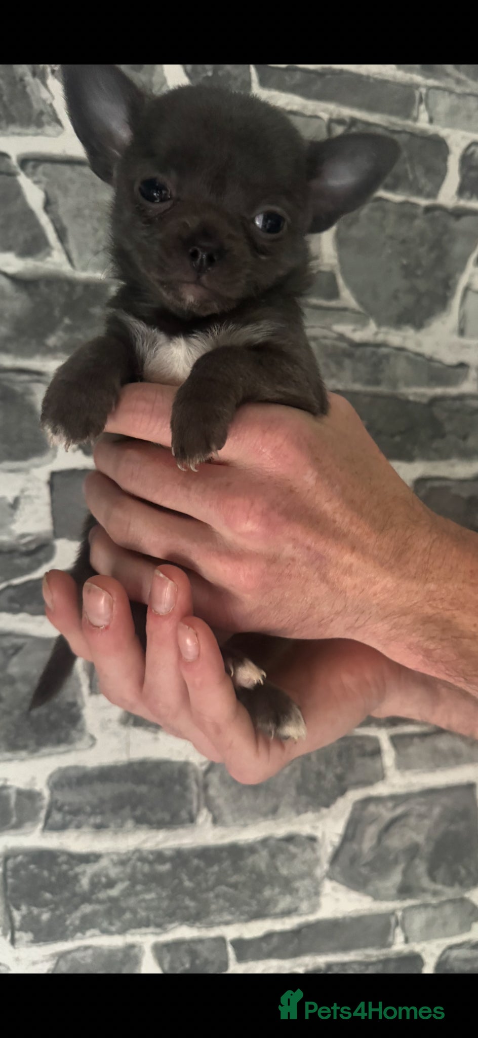 Chihuahua dogs Chihuahua puppies ready for homes - Advert 16