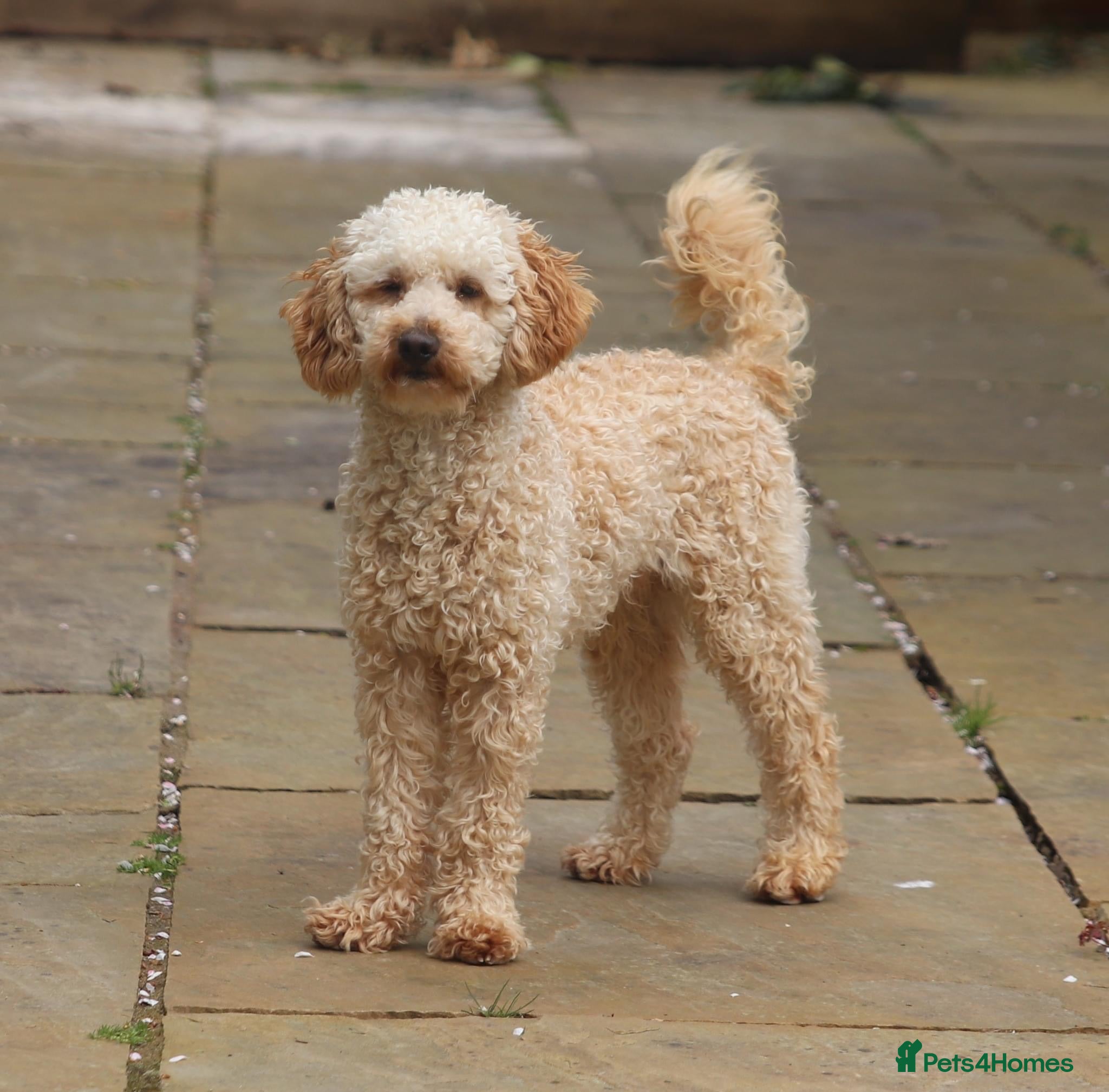 Toy Poodle dogs FullPanel DNA Tested Clear, KC reg+ Apricot in Heathfield - Advert 5
