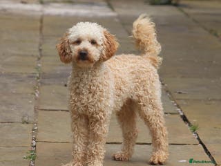 Toy Poodle dogs FullPanel DNA Tested Clear, KC reg+ Apricot in Heathfield - Advert 4