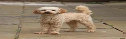 Toy Poodle dogs for stud: FullPanel DNA Tested Clear, KC reg+ Apricot in Heathfield - Advert 1