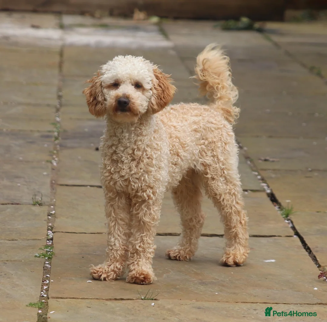 Toy Poodle dogs for stud: FullPanel DNA Tested Clear, KC reg+ Apricot in Heathfield - Advert 1