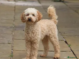 Toy Poodle dogs FullPanel DNA Tested Clear, KC reg+ Apricot in Heathfield - Advert 4