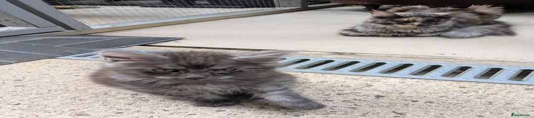 Maine Coon Kitten 2