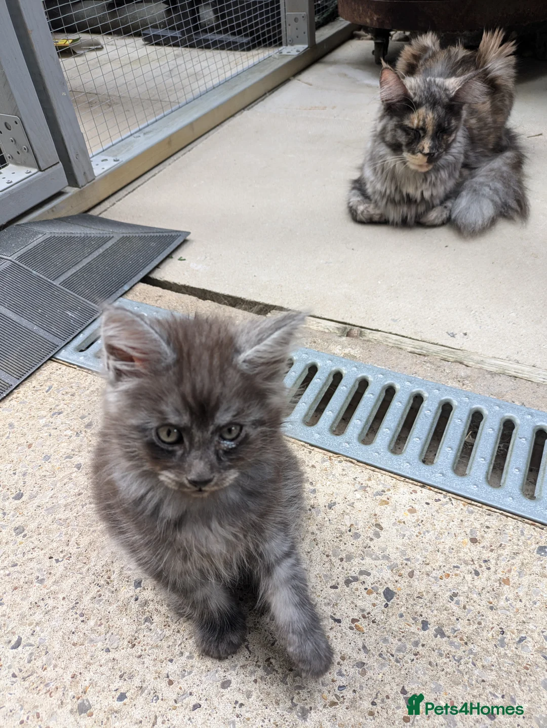 Maine Coon cats for sale: Beautiful female smoked tortie - Advert 24