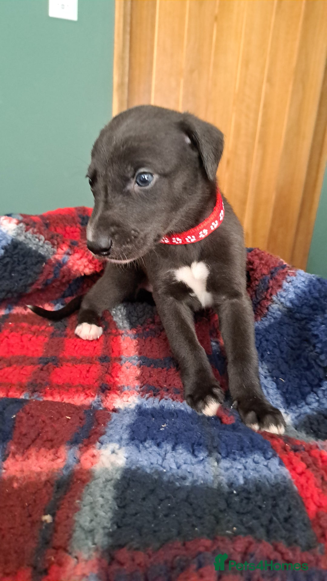 Greyhound dogs for sale: Irish Greyound Puppies  - Image 17