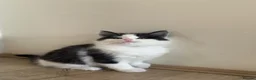 British Longhair cats for sale: 3 adorable kittens ready to go in Hornchurch - Advert 9