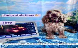 Cocker Spaniel dogs for sale: Stunning Show type Cocker Spaniels - Image 5