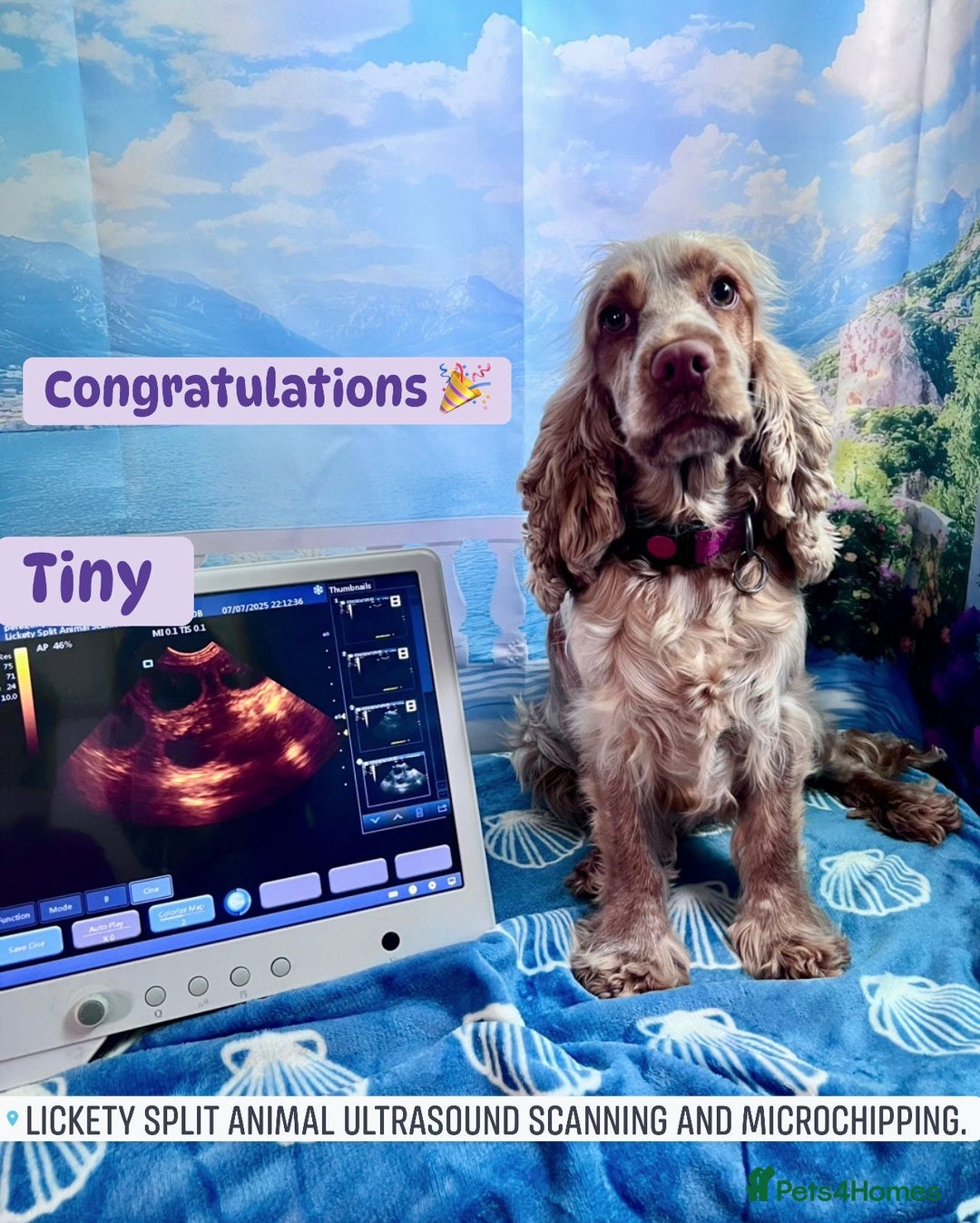 Cocker Spaniel dogs for sale: Stunning Show type Cocker Spaniels - Image 5