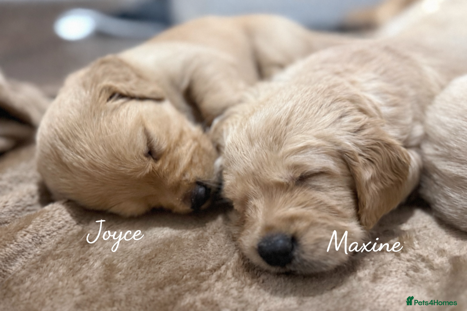 Golden Retriever dogs KC Golden Retriever Puppies Now Available to View - Advert 13