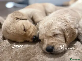 Golden Retriever dogs KC Golden Retriever Puppies Now Available to View - Advert 3