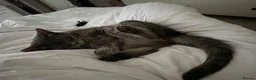 Mixed Breed cats for sale: Beautiful female cat  - Advert 2