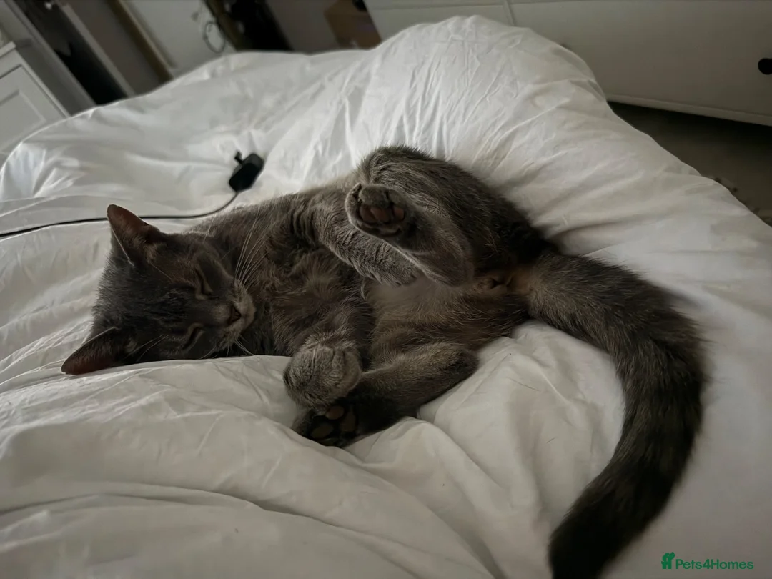 Mixed Breed cats for sale: Beautiful female cat  - Advert 2