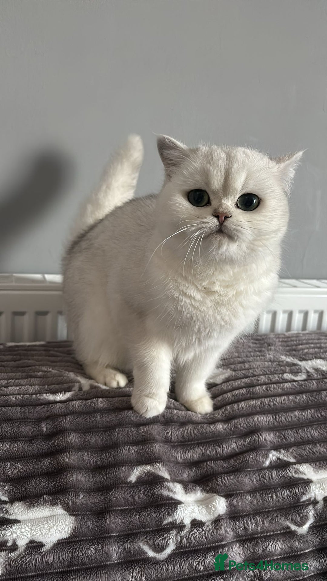 British Shorthair cats for sale: Luna looking for a lovely new family - Advert 4