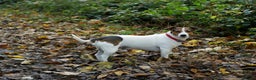 Jack Russell dogs for stud: Jack Russel for stud - Advert 2