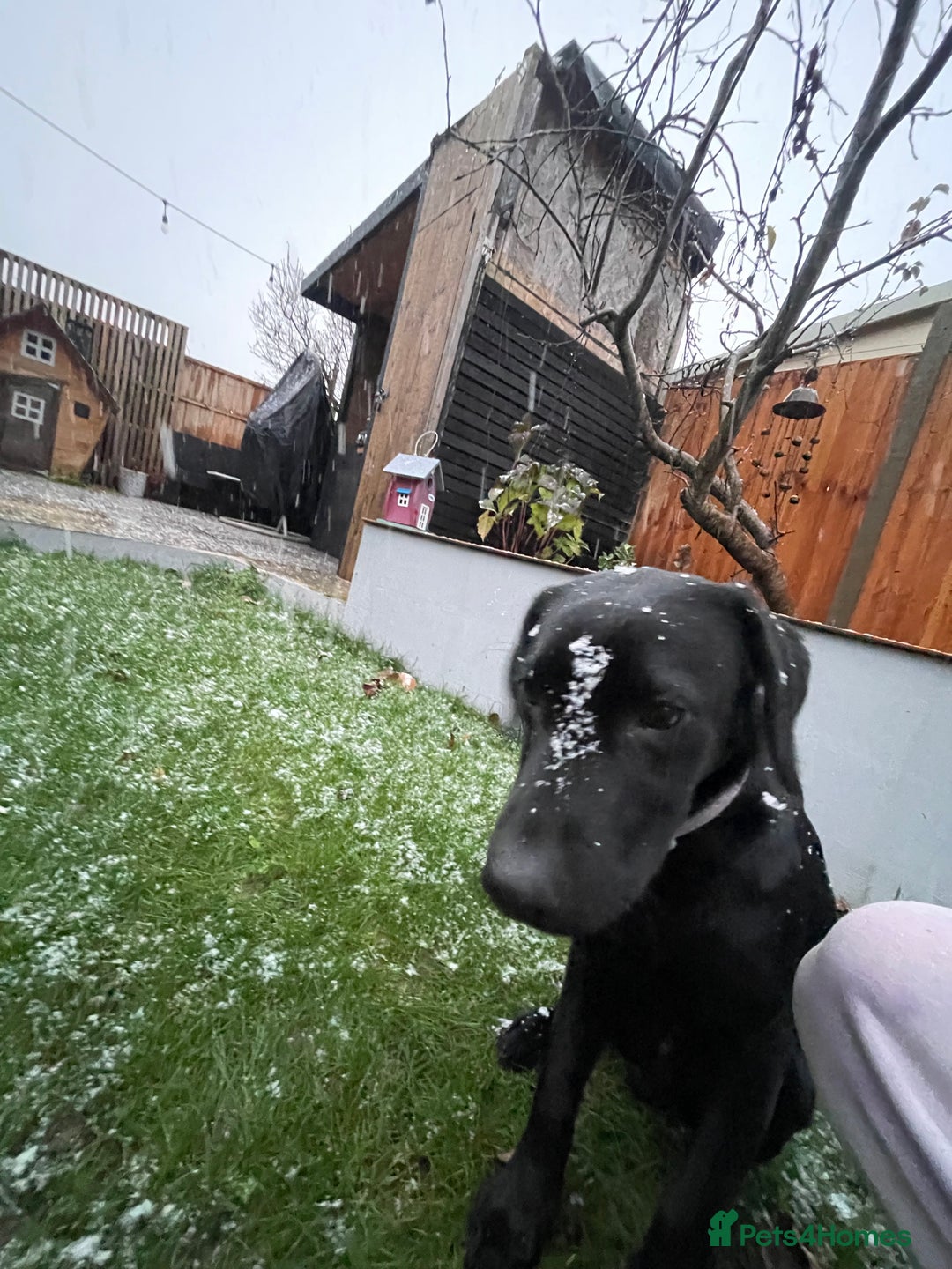 Labrador Retriever dogs for sale: Joey  - Advert 4