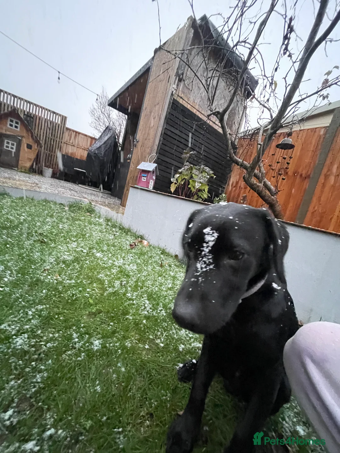 Labrador Retriever dogs for sale: Joey  - Advert 4