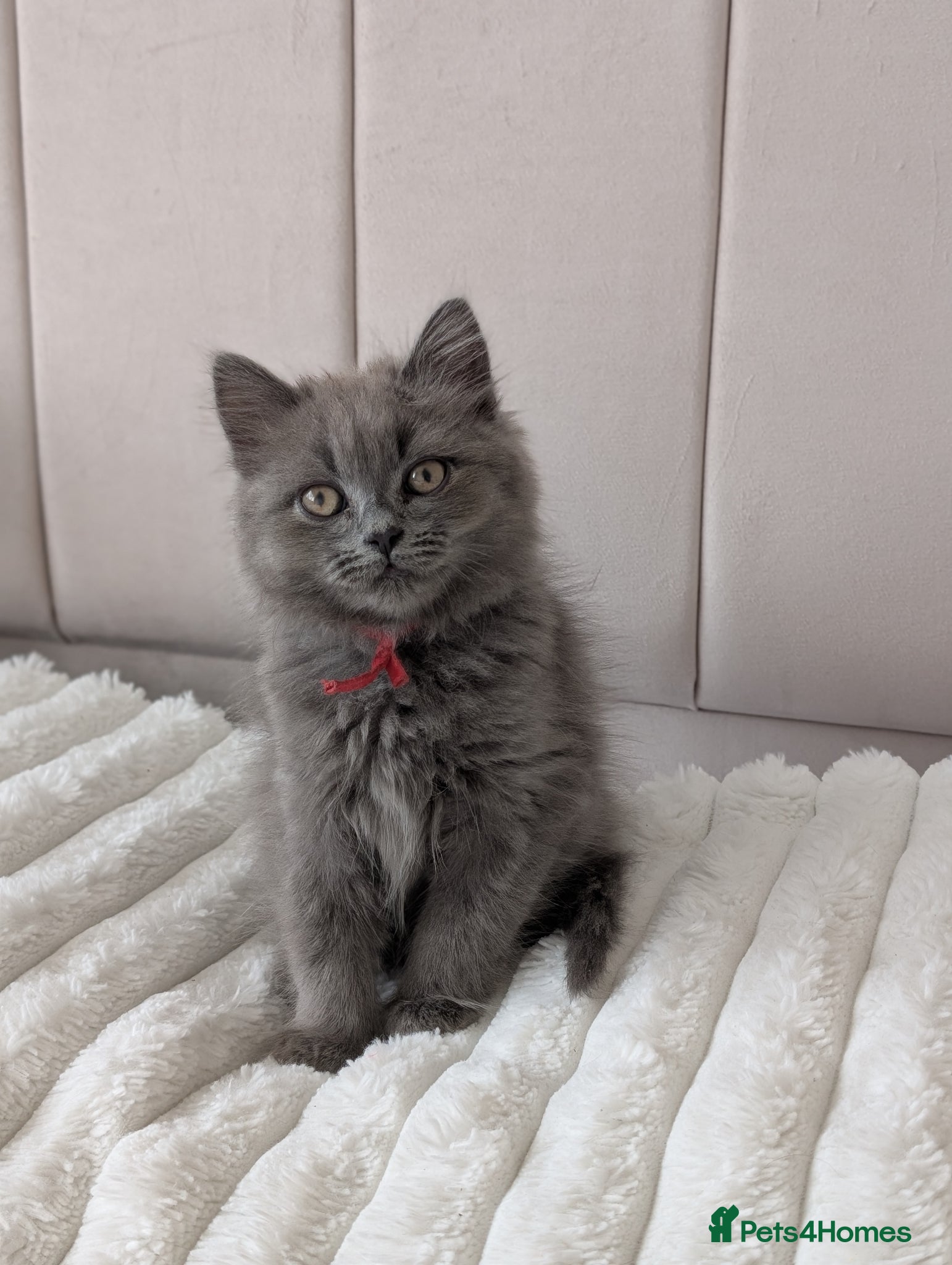 British Shorthair cats 💙ONLY 2 BOYS LEFT British Shorthair / LonghaiR - Advert 1