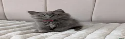 British Shorthair cats for sale: 💙Gorgeous British Shorthair / Longhair Kittens 💙 - Advert 11