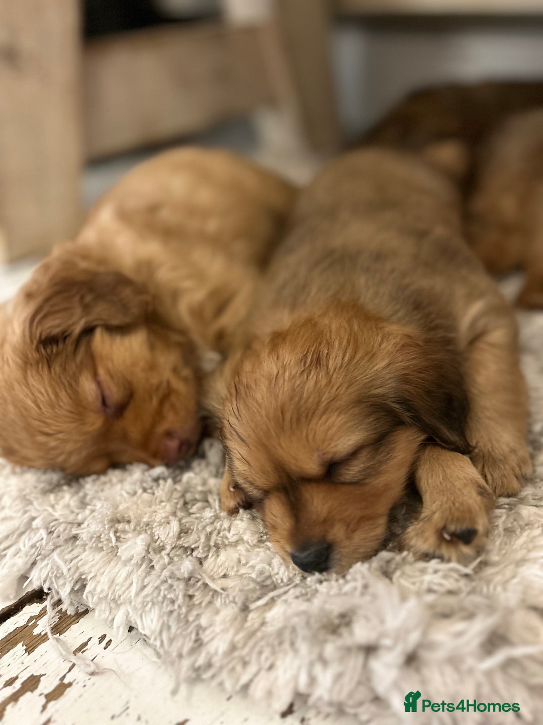Mixed Breed dogs for sale: Pomeranian/ cocker spaniel cross  - Advert 12