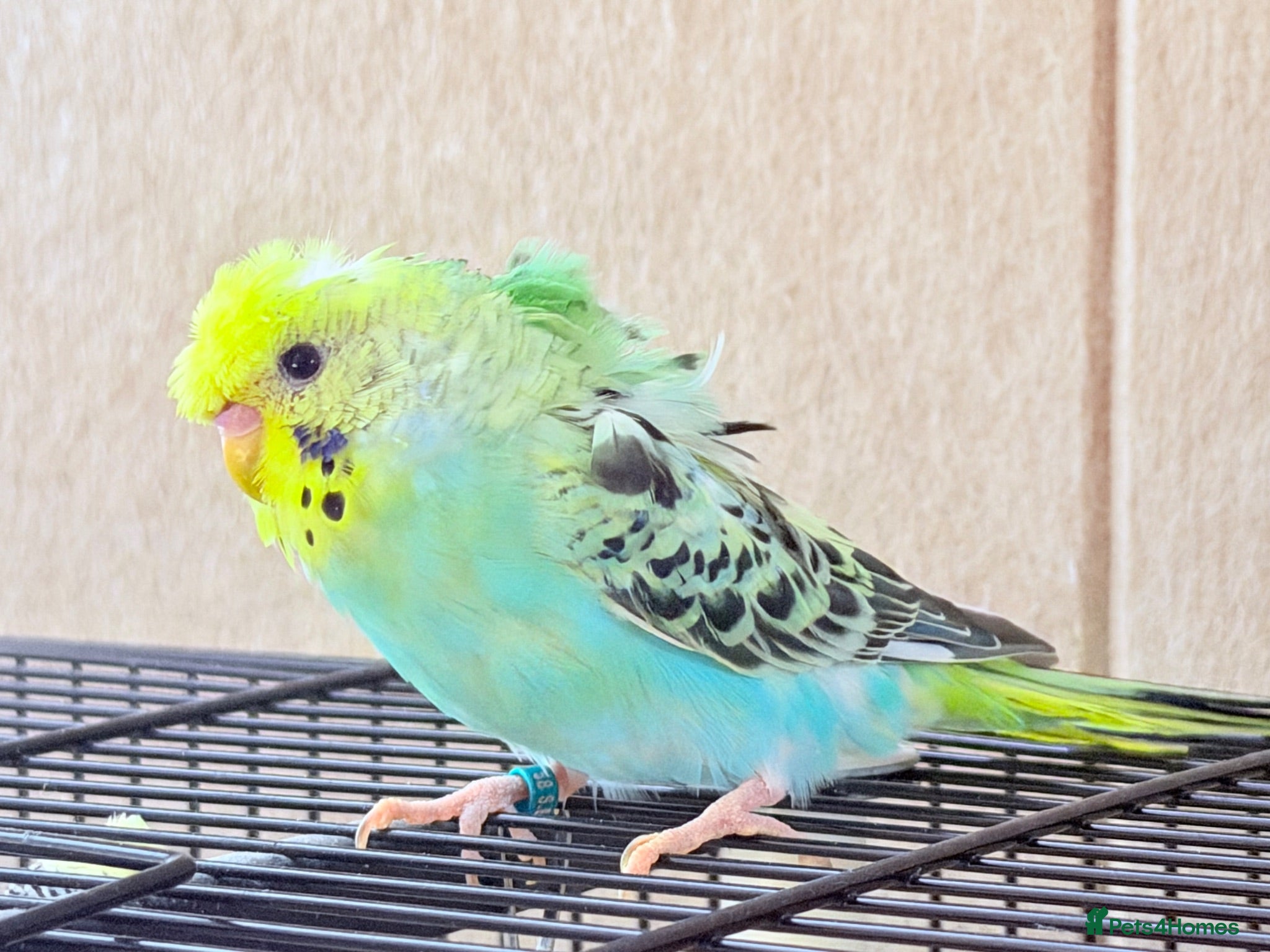 Budgerigars birds Beautiful young budgies available  - Advert 2