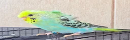 Budgerigars birds for sale: Beautiful young budgies available  - Advert 2