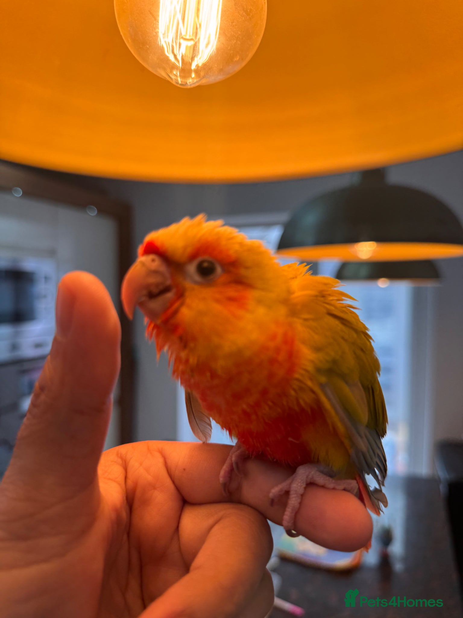 Conures birds Conure Hand Reared Babies Looking for new perches - Advert 2